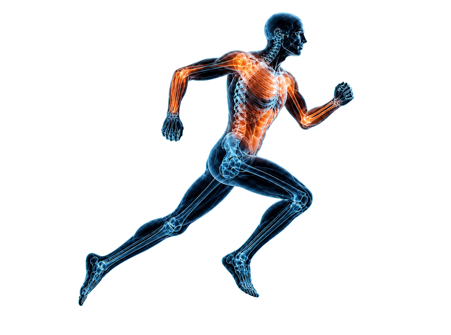 Runner with active leg muscles